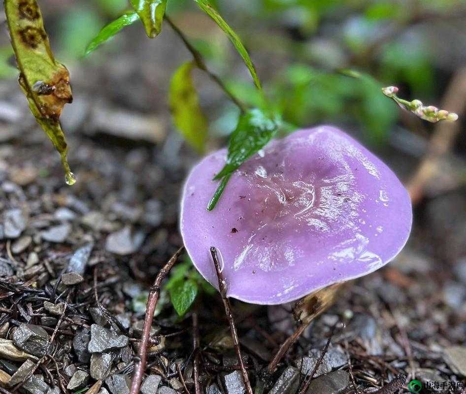 紫色蘑菇根粗大能否食用