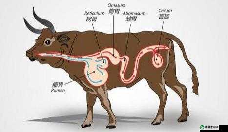 牛百叶：牛胃的重要组成部分