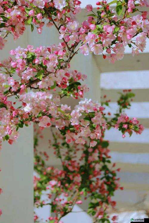 海棠灿烂满堂红：繁花似锦美如画