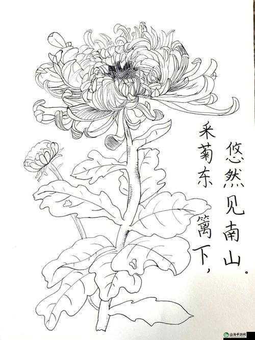 答错一题菊花放一支笔：独特的惩罚方式