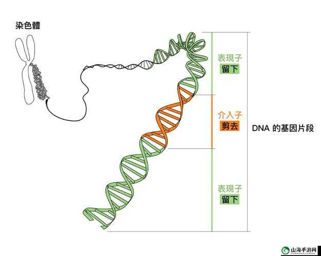 dna 与 rna 的杂交片段之研究