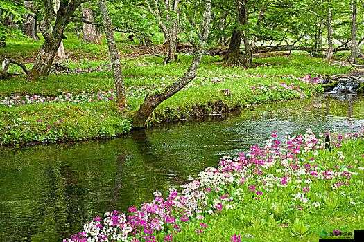 日本野草花的春天：自然绽放的缤纷盛景