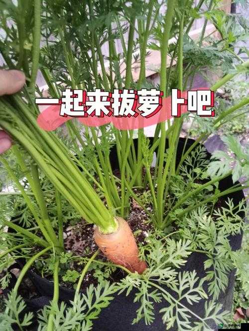 拔萝卜降黄 9.1 ：探索其独特魅力